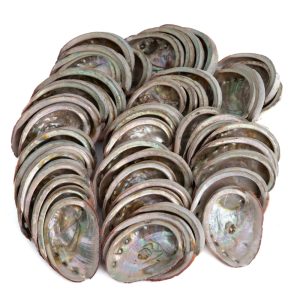 Abalone Muscheln aus Chile - 50 bis 100 mm - 1 KG (ca. 40 ~ 50 Muscheln)